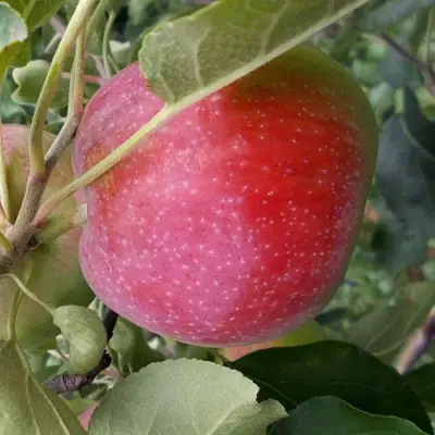 Яблоня АЛЬВА в Колодищи