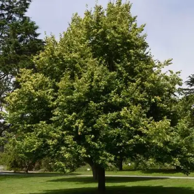 Липа сердцевидная в Колодищи