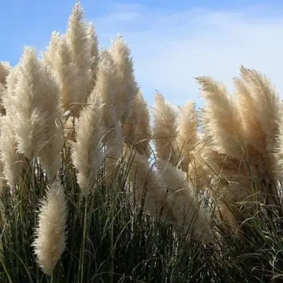 Кортадерия белая (пампасная трава) в Колодищи