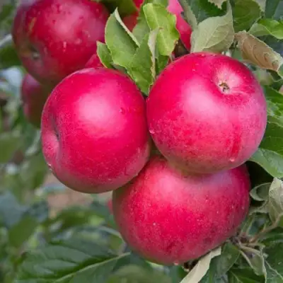 Яблоня РОЖДЕСТВЕНСКОЕ в Колодищи