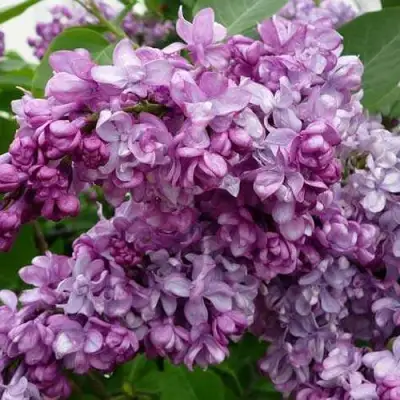 Сирень ГЕНЕРАЛ ПЕРШИНГ в Колодищи