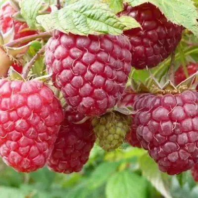 Малина ПОЛЬКА (ПОЛКА) в Колодищи