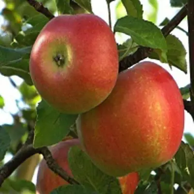 Яблоня ПЕРСИКОВАЯ в Колодищи