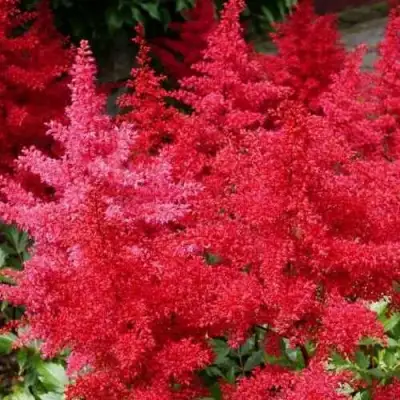 Астильба ЭТНА Арендса в Колодищи