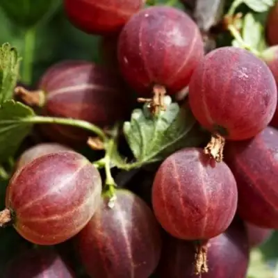 Крыжовник ХИННОМАКИ РОТ в Колодищи