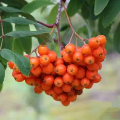 Рябина ВЕФЕД сладкоплодная в Колодищи