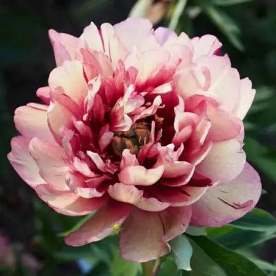 саженцы пиона