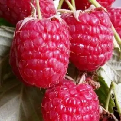 Малина ГЕРАКЛ в Колодищи