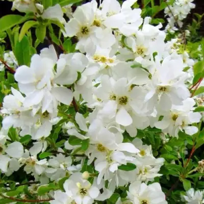 Экзохорда ЗЕ БРАЙД в Колодищи