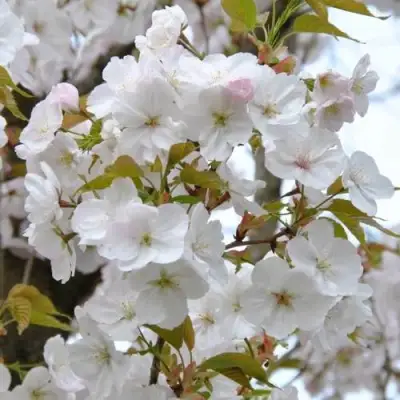 Сакура САНСЕТ БУЛЕВАРД в Колодищи