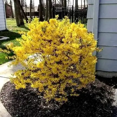 Форзиция ЛЕДНОГОРА промежуточная в Колодищи