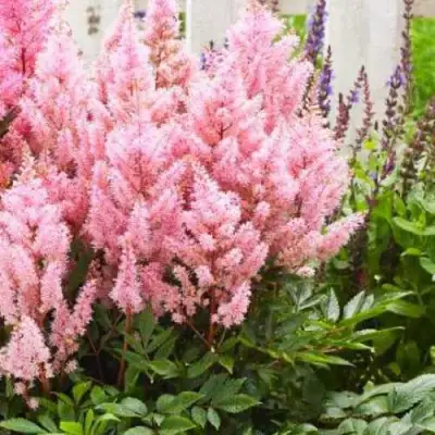 Астильба ЛУК ЭТ МИ японская в Колодищи