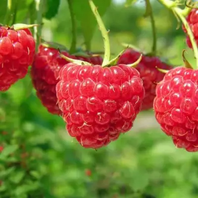 Малина ПРОСТО ПРЕЛЕСТЬ (СТОЛЕШНИК) в Колодищи