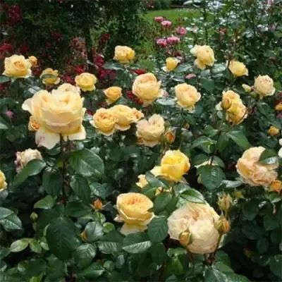 Роза КЕНДЛАЙТ чайно-гибридная в Колодищи