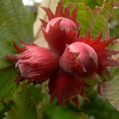 Фундук МОСКОВСКИЙ РУБИН в Колодищи