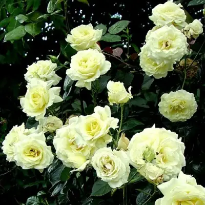 Роза ЭЛЬФ плетистая в Колодищи