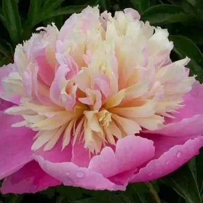 Пион ВЕСЕННЯЯ ПАЛИТРА травянистый в Колодищи