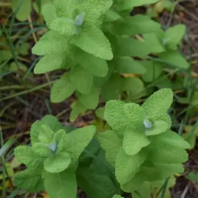 Мята АПФЕЛМИНЦЕ в Колодищи