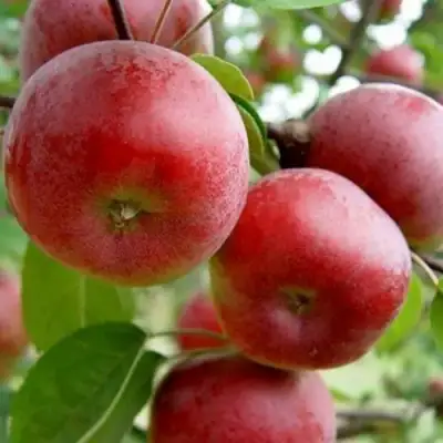 Яблоня АНТЕЙ в Колодищи