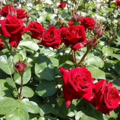 Роза ЭКСПЛОРЕР чайно-гибридная в Колодищи