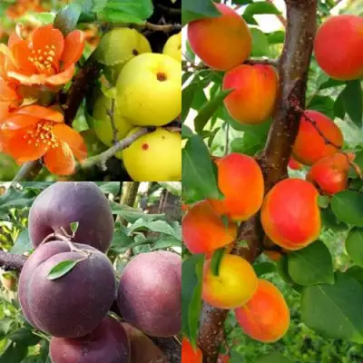 Комплект САД ДЛЯ ГУРМАНА в Колодищи