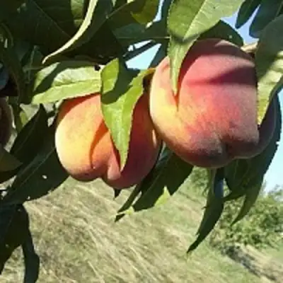 Персик СОФГАФЕН в Колодищи