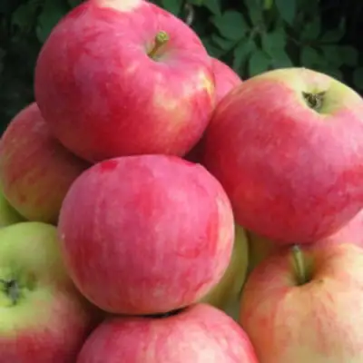 Яблоня НОРИС в Колодищи