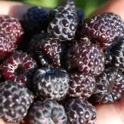 Малина БРИСТОЛЬ в Колодищи