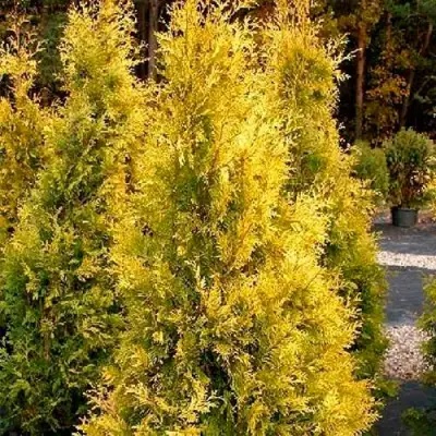 Туя ЕВРОПА ГОЛД западная в Колодищи