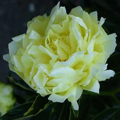 Пион ЗОЛОТАЯ КОЛЕСНИЦА травянистый в Колодищи