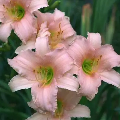 Лилейник ЛАКШЕРИ ЛЕЙС гибридный в Колодищи