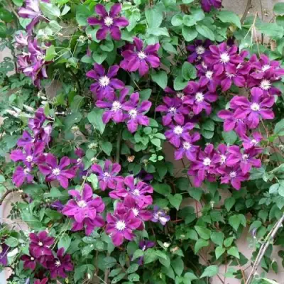 Клематис ГЕРОИ ВАРШАВЫ в Колодищи