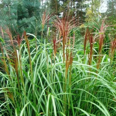 Мискантус МАЛЕПАРТУС китайский  в Колодищи