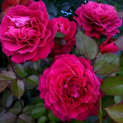 Роза БЕЛЬВЬЮ чайно-гибридная в Колодищи