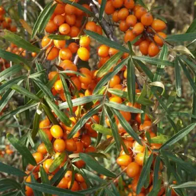 Облепиха РОСИНКА в Колодищи