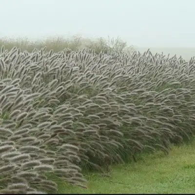 Пеннисетум ЛЕДИ Ю в Колодищи