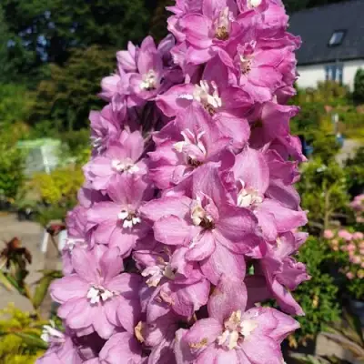Дельфиниум АСТОЛАТ тихоокеанский в Колодищи