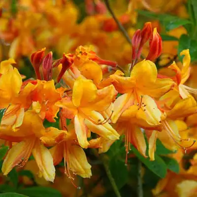 Азалия ОРАНЖ ХИТ листопадная в Колодищи