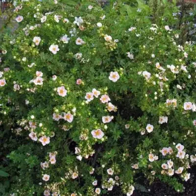 Лапчатка ПИНК КВИН кустарниковая в Колодищи