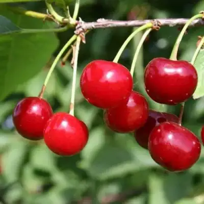 Вишня РИВАЛ в Колодищи