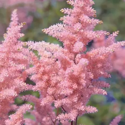 Астильба ГЛИТТЕР ЭНД ГЛАМУР китайская в Колодищи