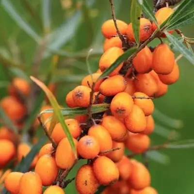 Облепиха АЛТАЙСКАЯ в Колодищи