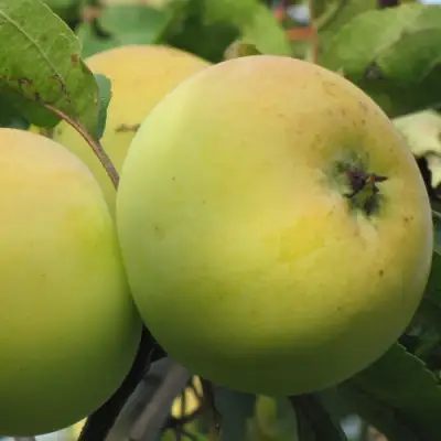 Яблоня РОССИЯНКА в Колодищи