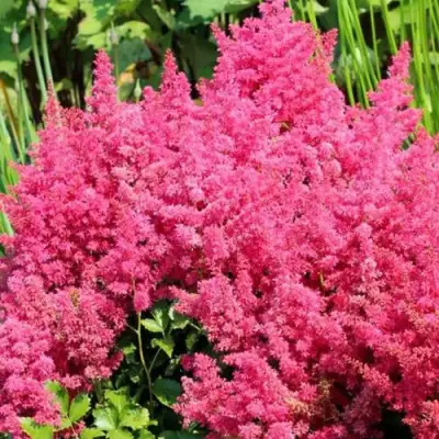 Астильба САННИ ДЕЙ гибридная в Колодищи