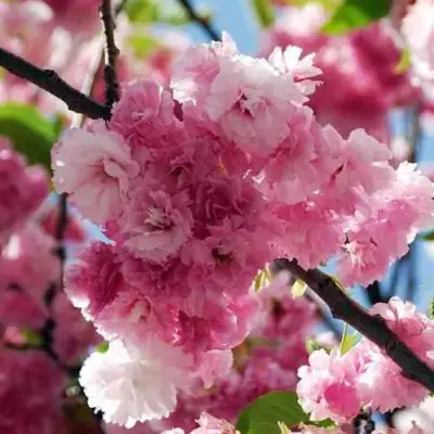 Сакура ПИНК ПЕРФЕКШН в Колодищи