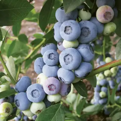 Голубика ЛИБЕРТИ в Колодищи