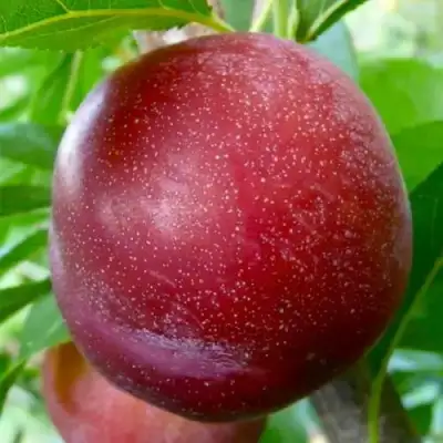 Слива БЕРБАНК ГИГАНТ в Колодищи