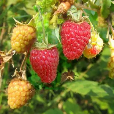 Малина РАДЗИЕВА в Колодищи