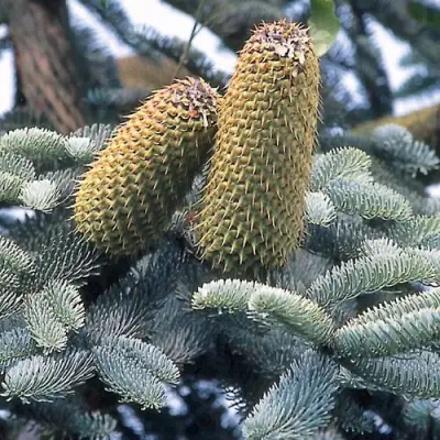 Пихта благородная в Колодищи