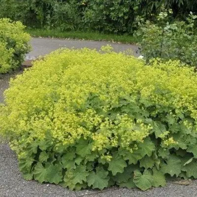 Манжетка ТРИЛЛЕР мягкая в Колодищи